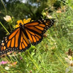 Meet your Posher, Tanya